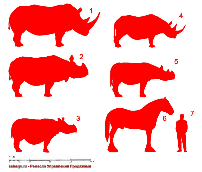 1. Белый носорог (Ceratotherium simum) вес до 4530 кг,  длина 4,2 м, высота до 2 м 2. Индийский носорог (Rhinoceros unicornis) вес до 3000 кг,  длина 4,2 м, высота до 2 м  3. Яванский носорог (Rhinoceros sondaicus) вес до 2300 кг, длина  3 м, высота до 1,7 м 4. Чёрный носорог (Diceros bicornis) вес до 2200 кг, длина  3,15 м,  высота до 1,6 м 5. Суматранский носорог (Dicerorhinus sumatrensis) вес до 2000 кг, длина 3,18 м, высота до 1,45 м  6. Домашняя лошадь (Equus caballus) порода Английский тяжеловоз вес 1524 кг, высота  2,18 м 7. Менеджер по продажам среднего роста, для наглядности 
