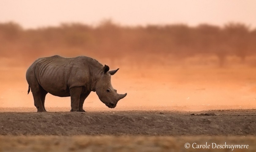Последний из носорогов. Автор фото: Кэрол Дешуимере (Carole Deschuymere)