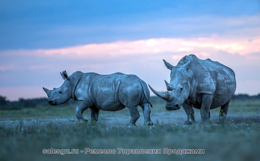Белые носороги. Автор фото: Хендри Вентер (Hendri Venter)