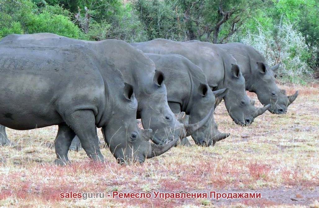 Группа носорогов  в Национальном парке Крюгера в Южной Африке. Barcroft Media
