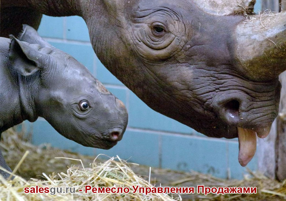Детёныш черного носорога. Зоопарк Берлина. Автор фото: Gero Breloer