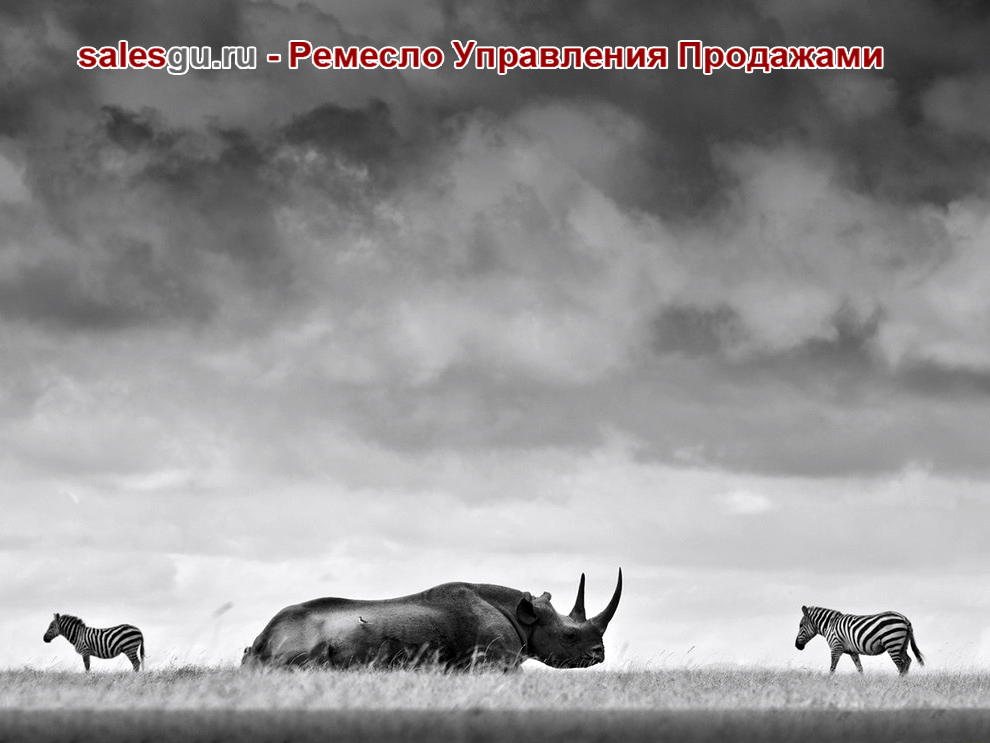 Носорог под грозными тучами. Автор фото: Robin Moore